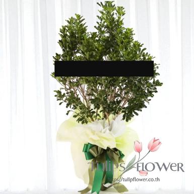 TW-10001 พวงหรีดต้นไม้่